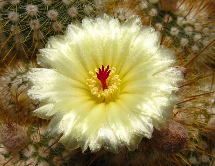 Parodia scopa flower